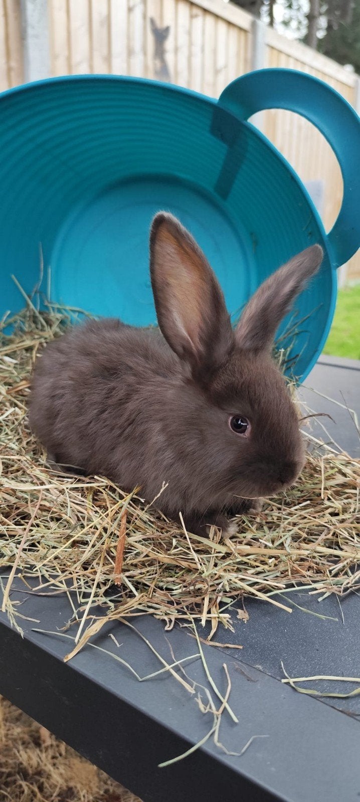 prachtig Duitse Reus voedstertje 1, Dieren en Toebehoren, Vrouwelijk, Groot, 0 tot 2 jaar