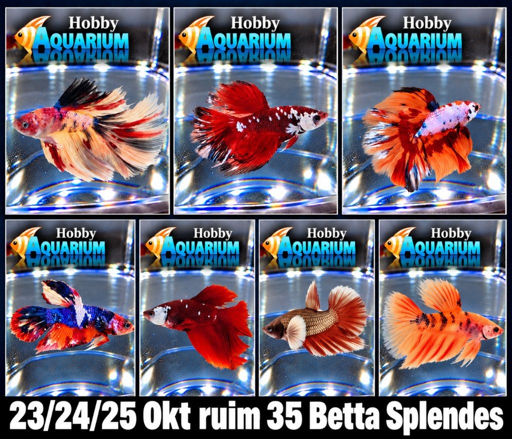 Hobbyaquarium Betta Splendes 35 soorten 23/24/25 oktober, Animaux & Accessoires, Poisson, Poisson d'eau douce