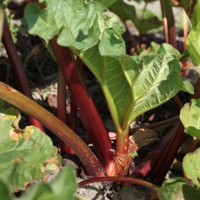 rebarber, Zakelijke goederen, Landbouw | Aardappelen, Groenten, Fruit en Vlees, Ophalen