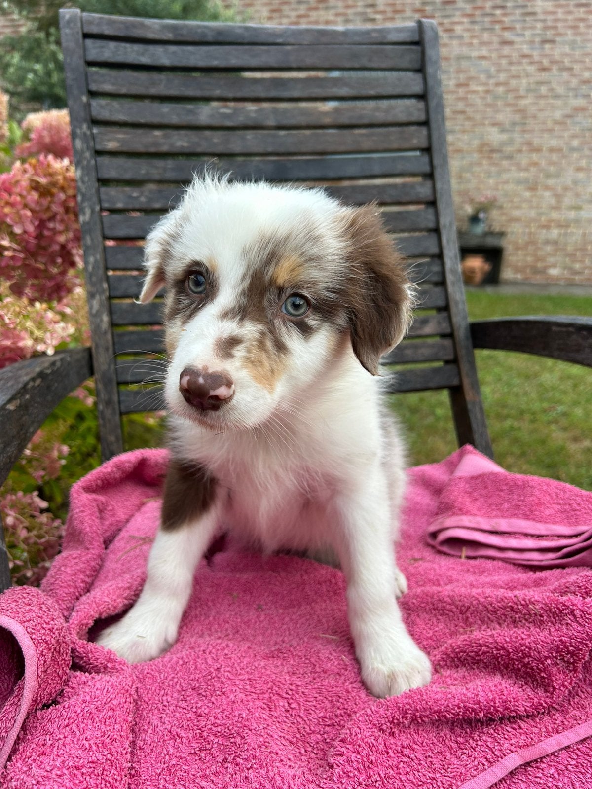 Border Collie pups, België, Fokker | Hobbymatig, 8 tot 15 weken, Collie