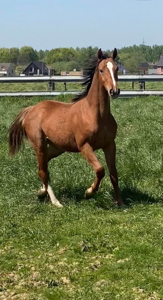 Spring gefokte jaarling merrie, Animaux & Accessoires, Chevaux, Jument, Z