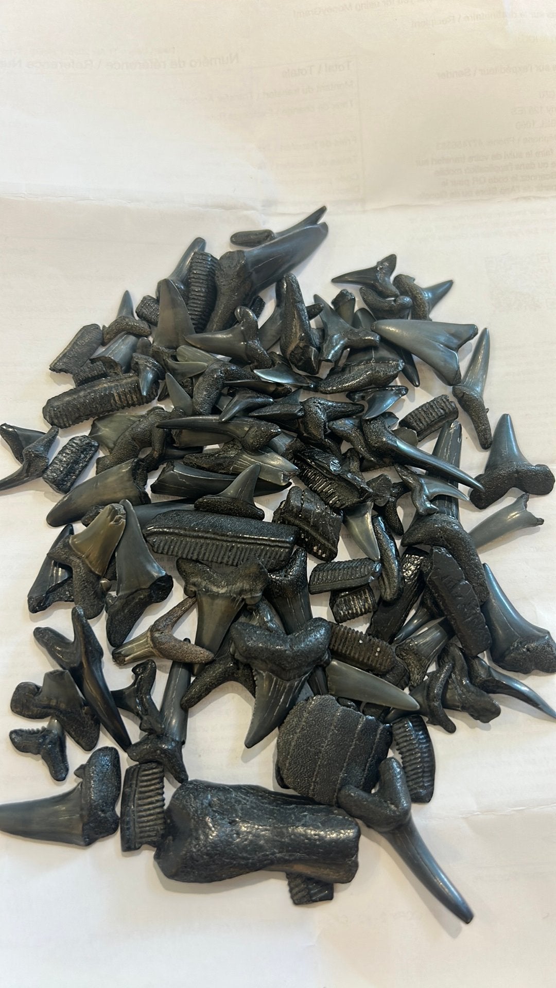 Lot de 100 dents requisn et vertebres Mer du nord L1, Collections, Enlèvement ou Envoi, Fossile