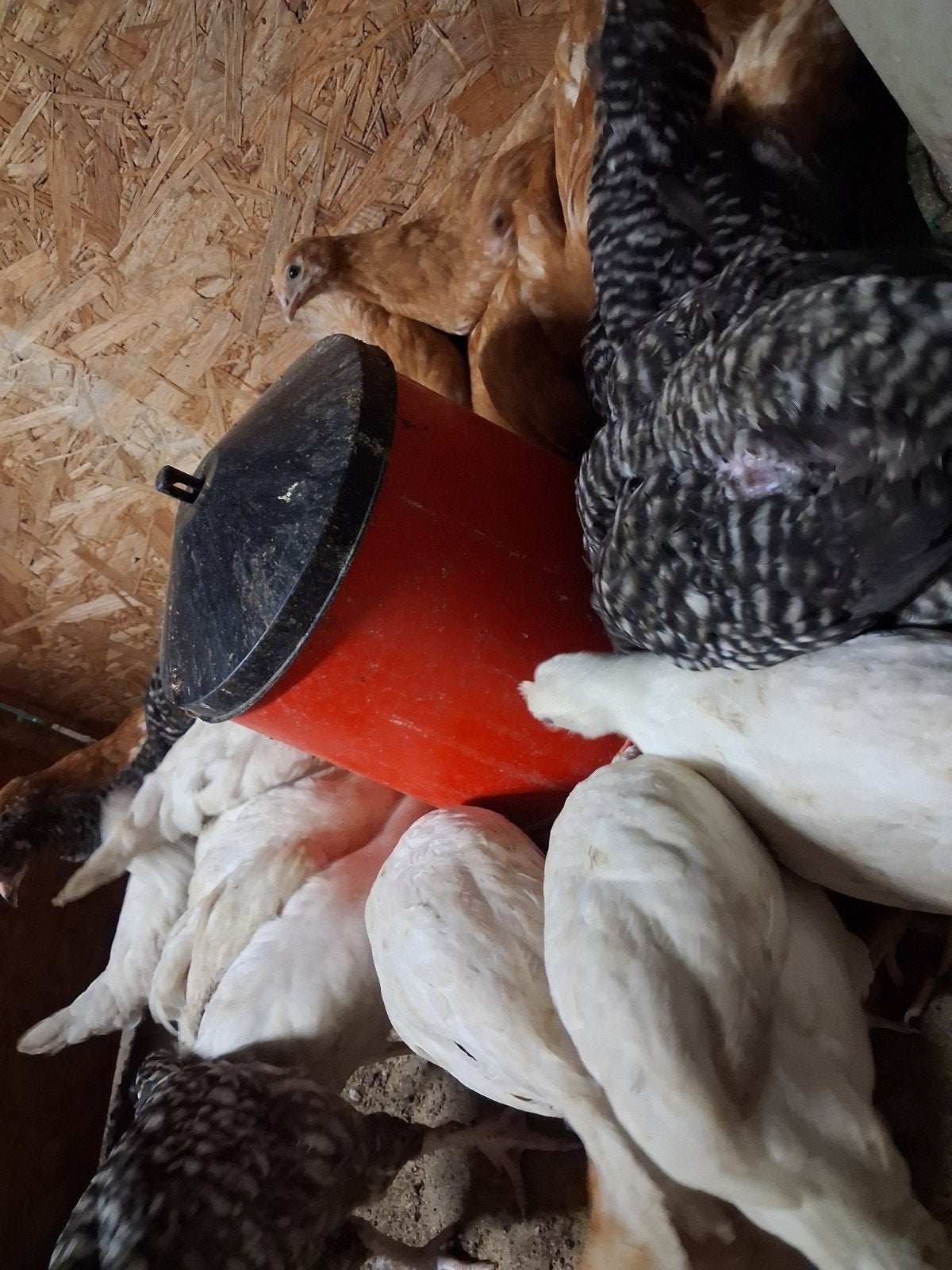 Jonge legkippen van 8 weken oud beschikbaar