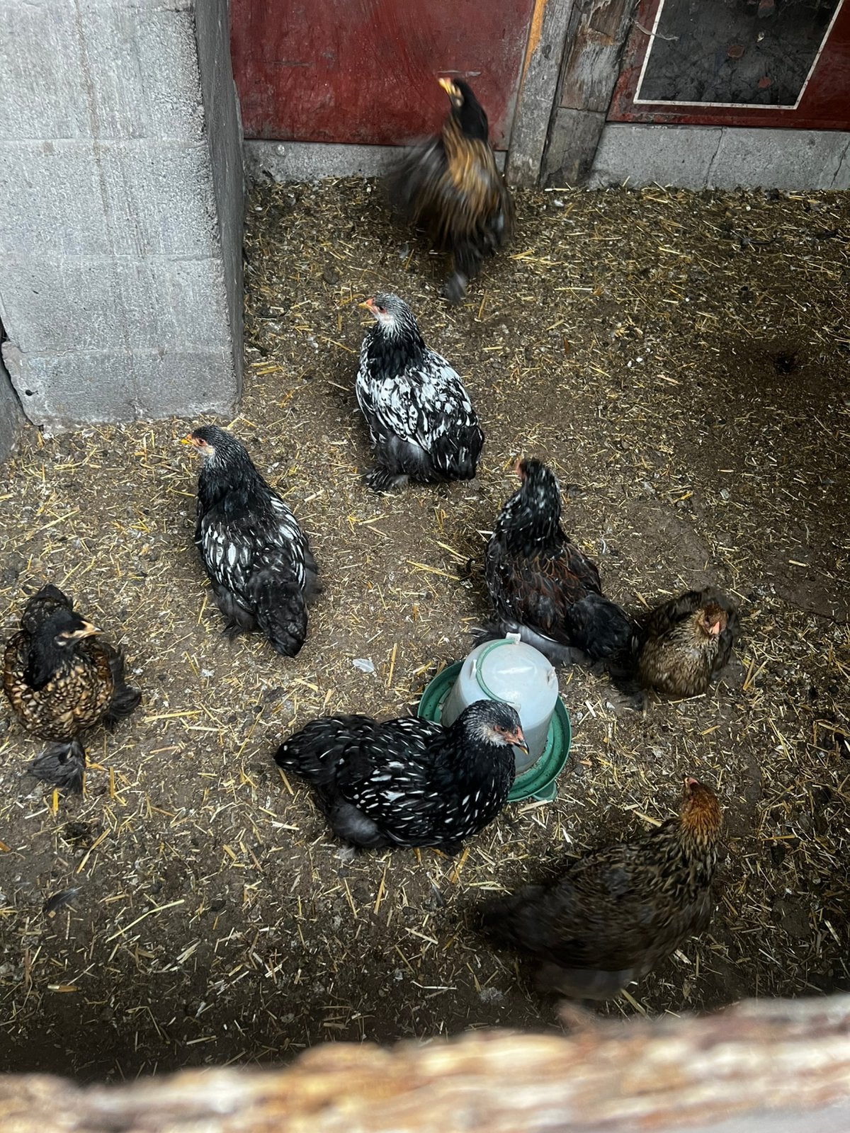 Brahma hennen verschillende kleurslagen