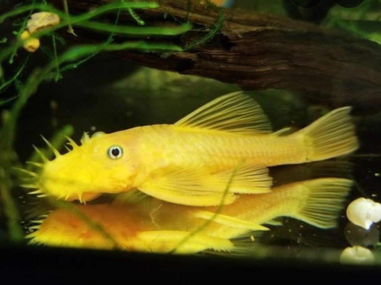 L144 Pleco Lemon Red Eyes, Dieren en Toebehoren, Vissen | Aquariumvissen, Vis, Zoetwatervis, Schoolvis
