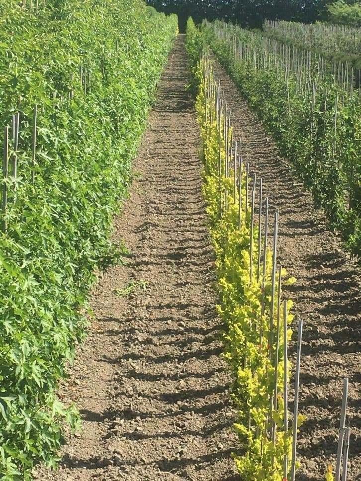 Des arbres pour votre jardin, directement sortis de la, Enlèvement ou Envoi