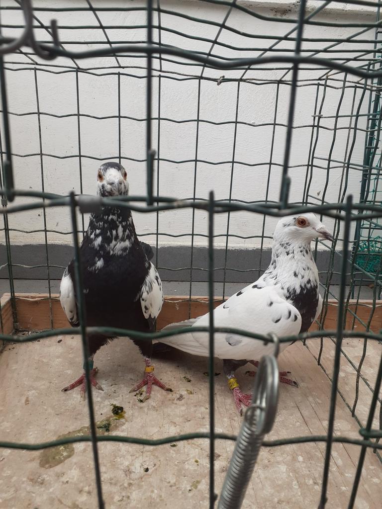 Gramberen Koppel 40 euro voor het Koppel. Hebben nog andere., Dieren en Toebehoren, Vogels | Duiven