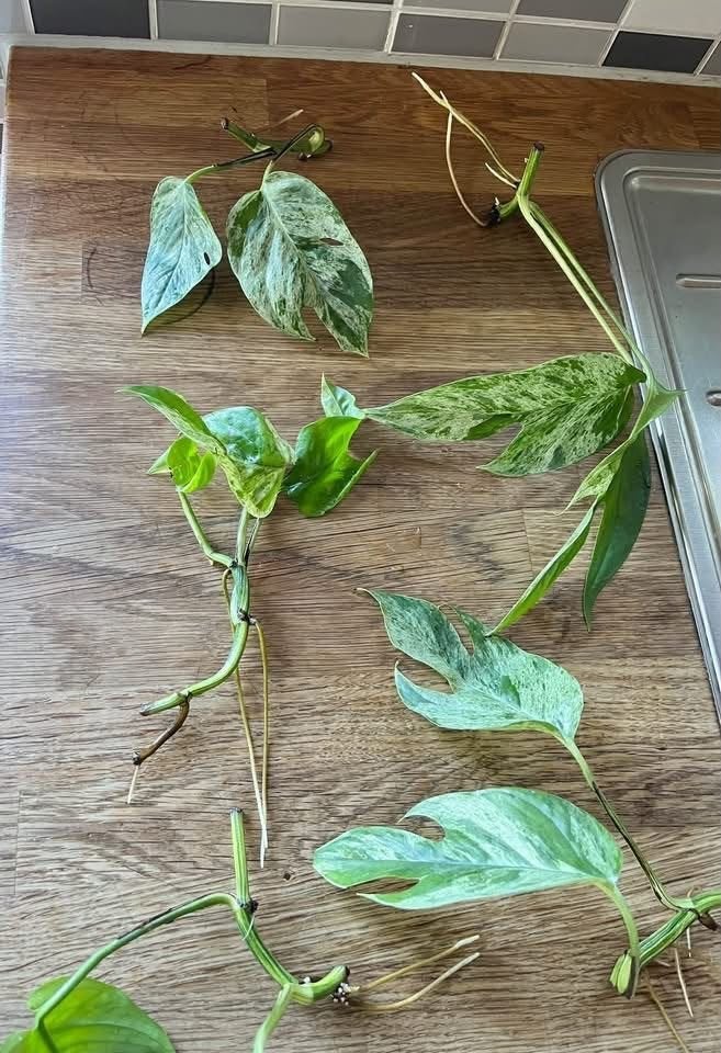 Epipremnum Marble Variegated stekken, Ophalen of Verzenden