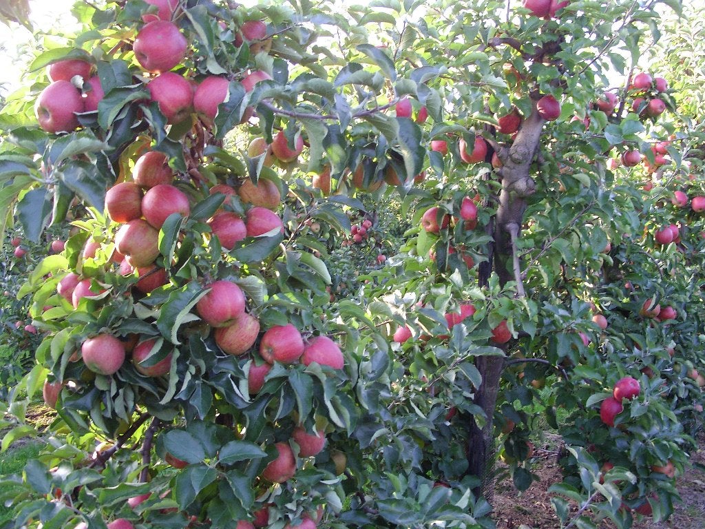 Fruitplukkers gevraagd