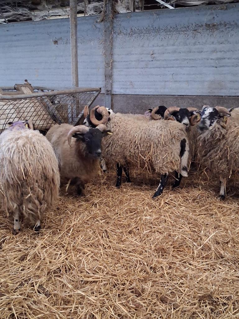 Moutons à vendre, Plusieurs animaux, Mouton, 0 à 2 ans