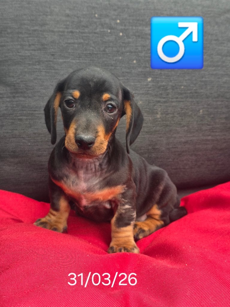 mooie korthaar teckel pups, Parvo, België, 8 tot 15 weken, Korthaar