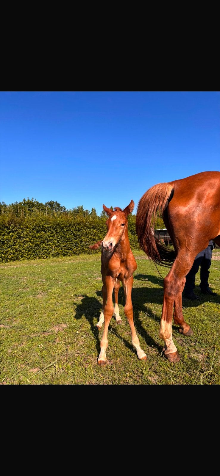 Hengsten veulen wodka vd bisschop, Dieren en Toebehoren, Paarden, Hengst, Springpaard, 0 tot 2 jaar