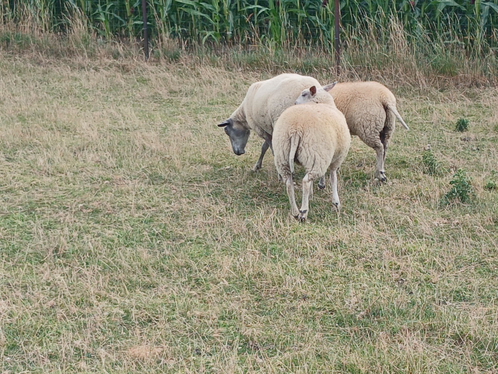 2 gekruiste bleu du maine & franse texel ooien 6maanden oud, Animaux & Accessoires, Femelle, Mouton, 0 à 2 ans