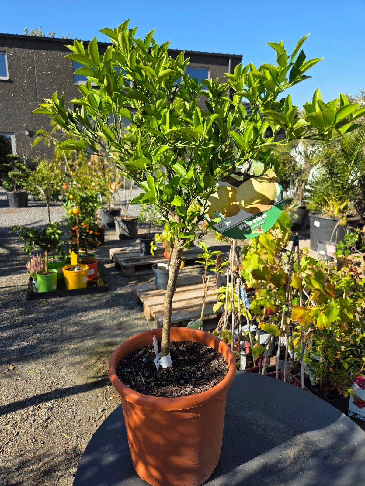 Citrus Pursha - Citroenboom zoet, Tuin en Terras, Ophalen, Citroenboom