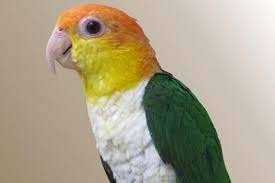 baby roestkop caiques