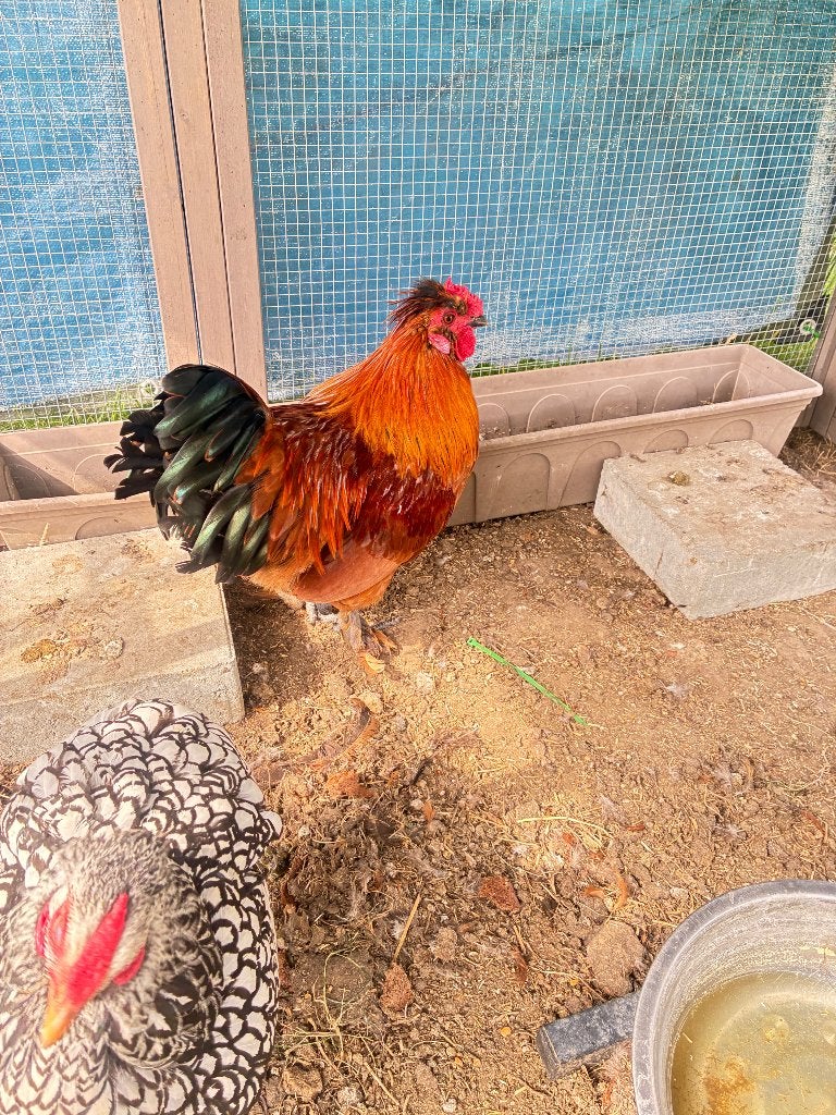 2 haantjes, Mâle, Poule ou poulet
