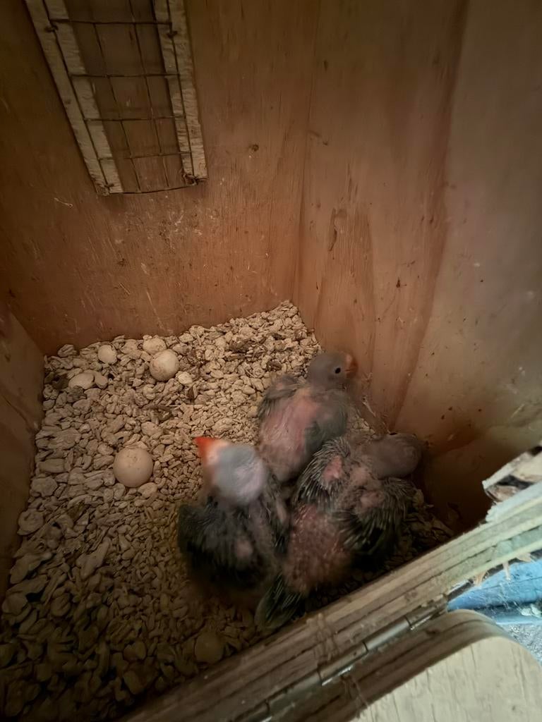 Halsbandparkiet jongen, Dieren en Toebehoren, Meerdere dieren, Parkiet, Geringd