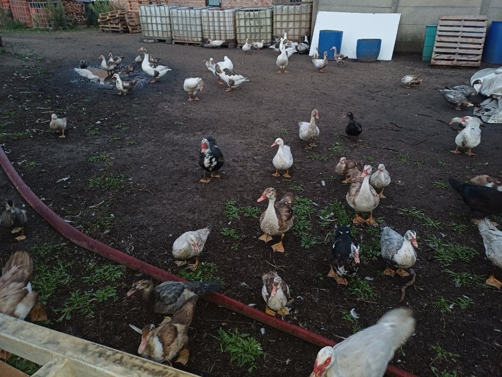 Muskuseenden te koop, Dieren en Toebehoren, Meerdere dieren, Eend