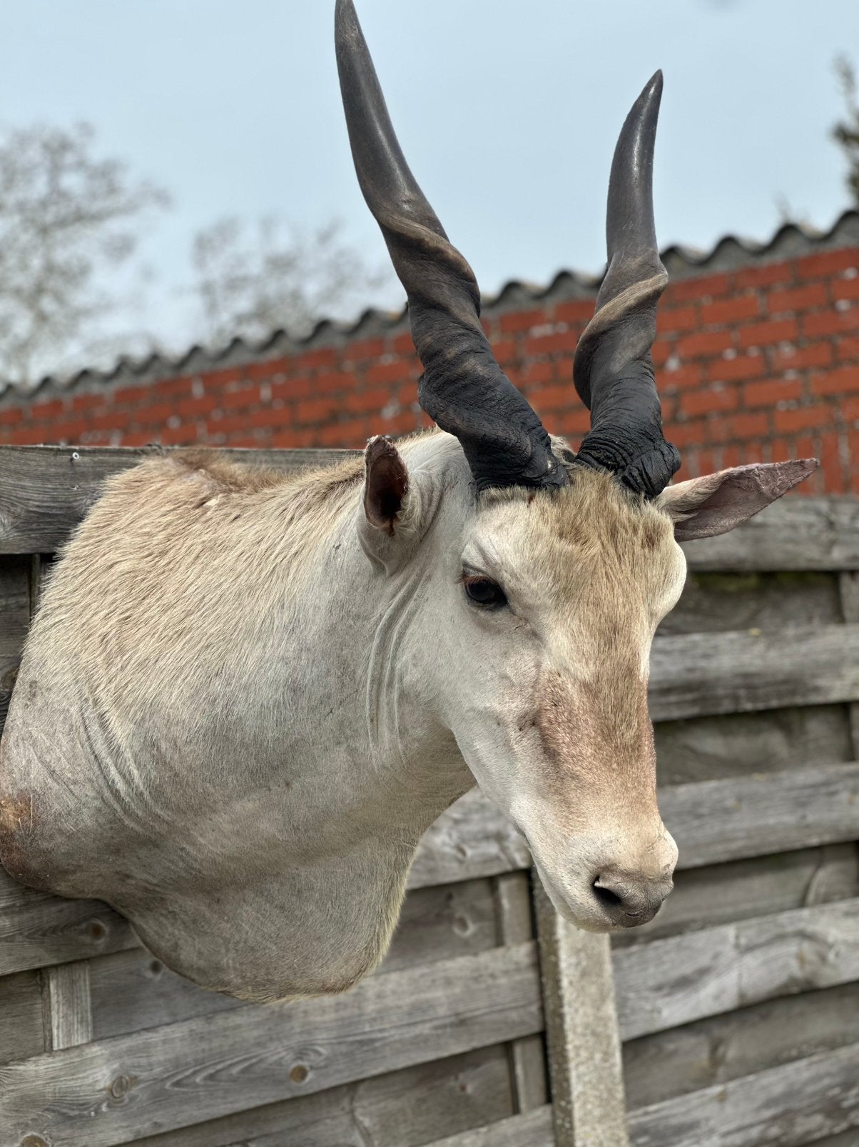 Eland antiloper opgezette, Antiquités & Art, Curiosités & Brocante, Enlèvement
