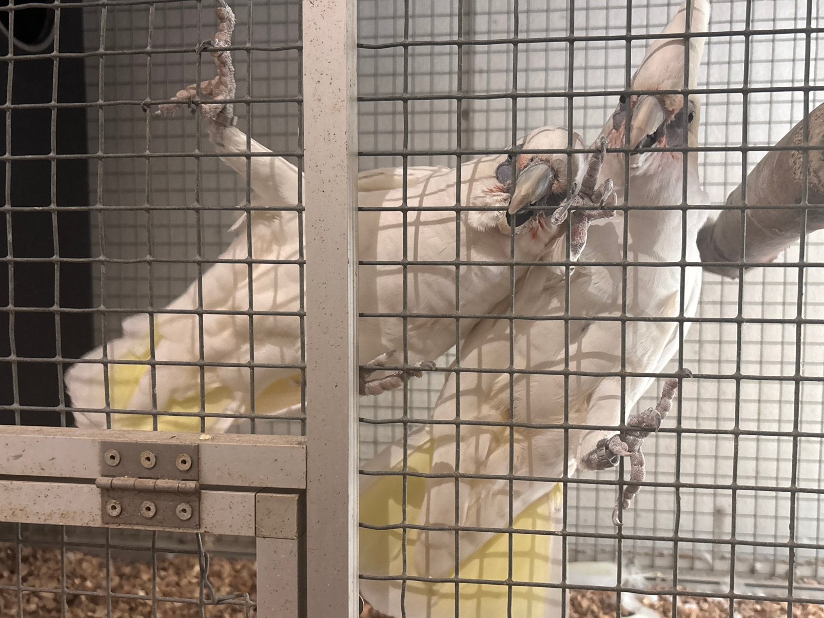 Bewezen koppel Naaktoog Kakatoes, Dieren en Toebehoren, Meerdere dieren, Papegaai, Geringd