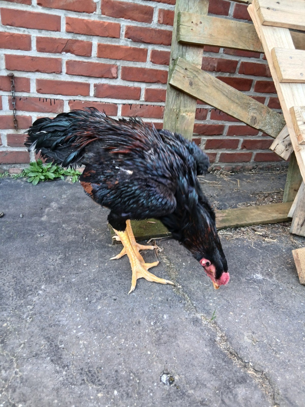 Shamo 2025, Dieren en Toebehoren