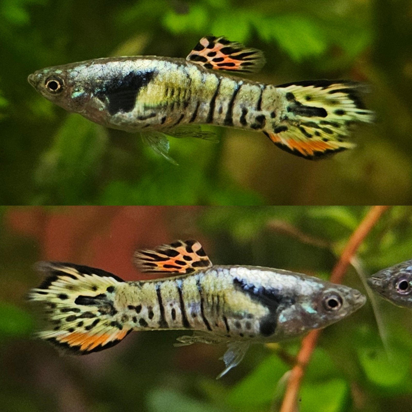 Guppy Endler gele tijger, Vis, Zoetwatervis