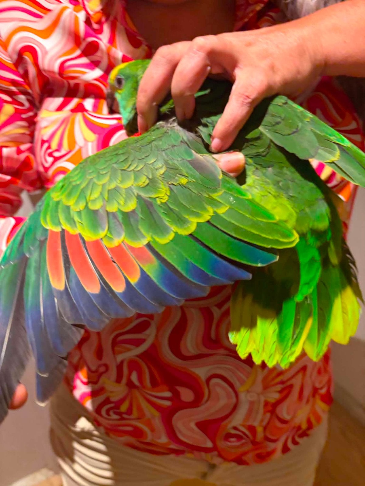 Amazone à front bleu mâle, Mâle, Perroquet, Domestique