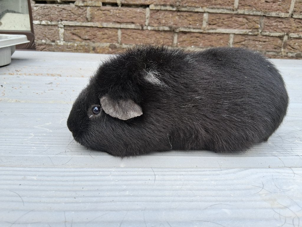 Cavia,s volwassen zeugjes, Dieren en Toebehoren, Knaagdieren, Cavia, Juli, Vrouwelijk, Tam