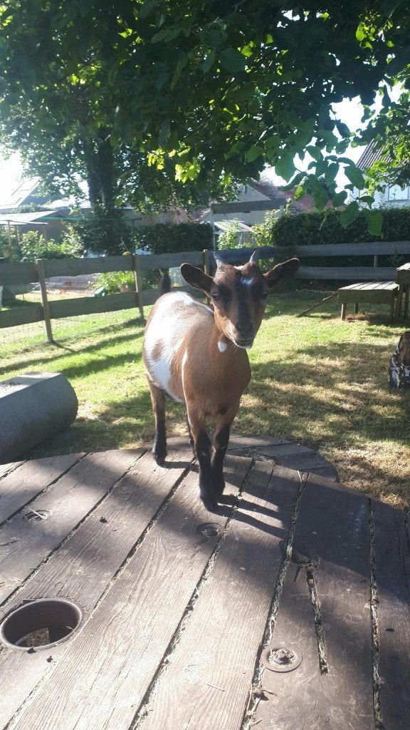 Dwerggeitjes - minigeitjes, Dieren en Toebehoren, Schapen, Geiten en Varkens, Meerdere dieren, Geit, 0 tot 2 jaar