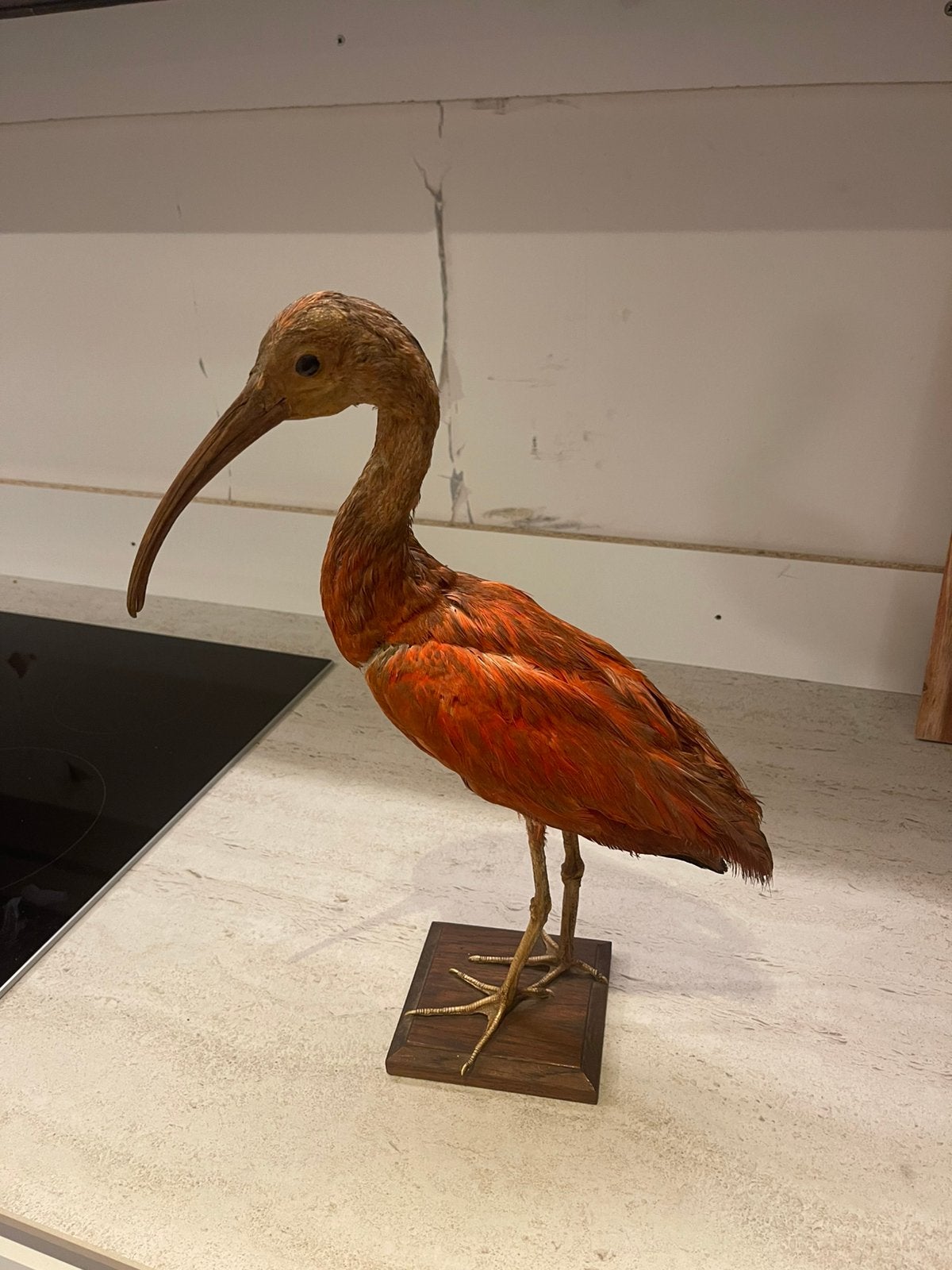 Rode Ibis, Ophalen, Zo goed als nieuw, Vogel, Opgezet dier