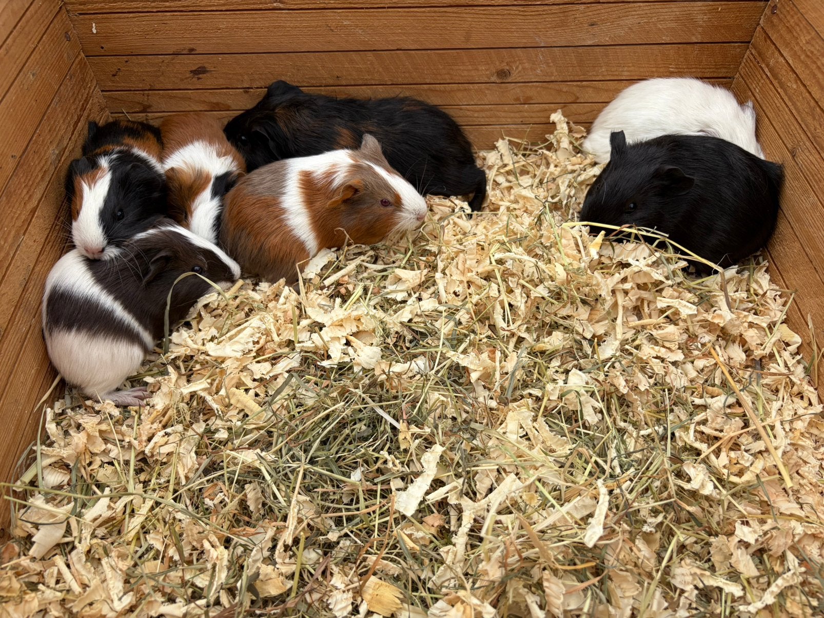 6 Jonge cavia zeugjes/ vrouwtjes, Dieren en Toebehoren, Knaagdieren, Juni, Vrouwelijk, Cavia