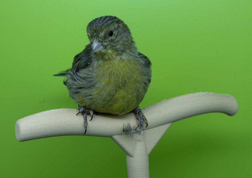 Fife fancy postuur kanarie van 2026, Dieren en Toebehoren, Vogels | Kanaries, Postuurkanarie