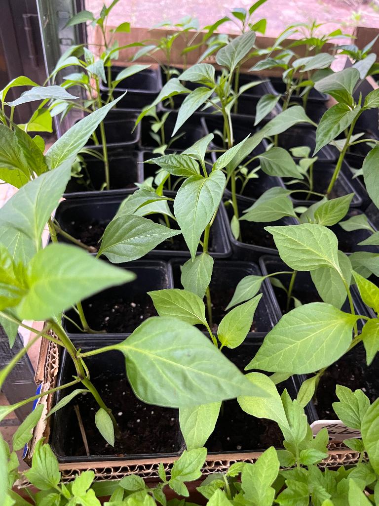 Planten ️, Ophalen