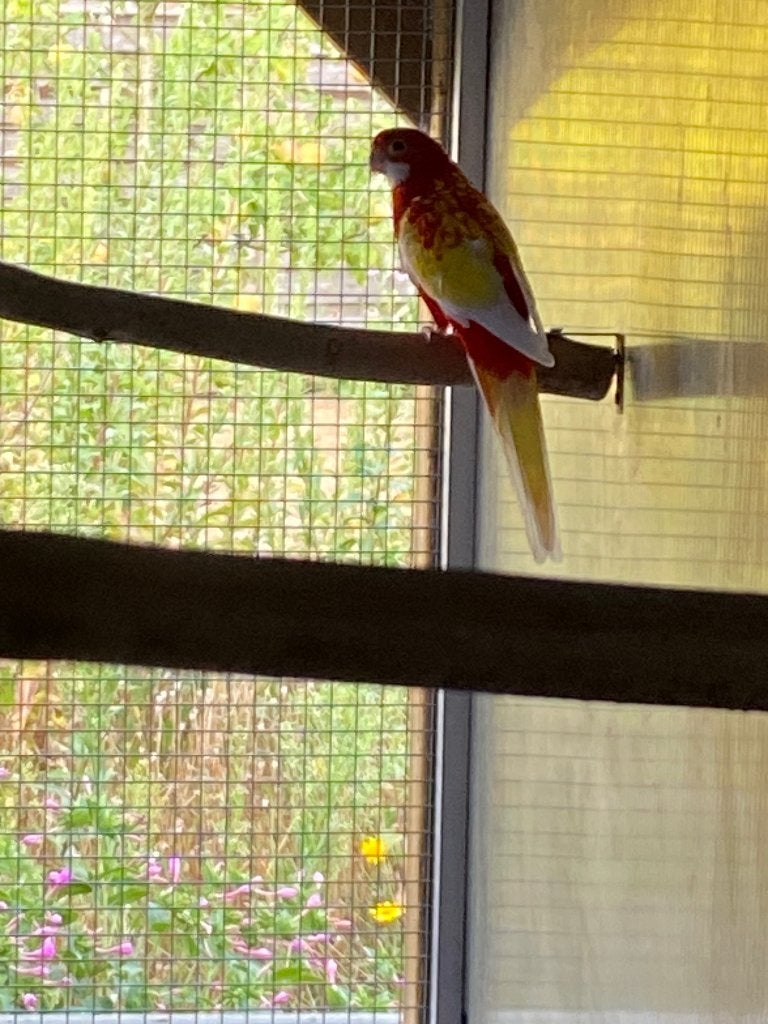 Rosella's en bleekkop, Meerdere dieren, Parkiet, Geringd