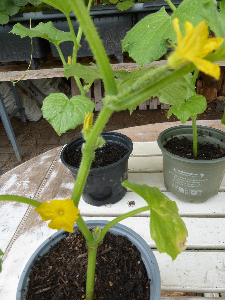 KOMKOMMERPLANTEN/ PEPINO'S, Tuin en Terras, Planten | Tuinplanten, Ophalen, Volle zon, Groenteplanten, Eenjarig