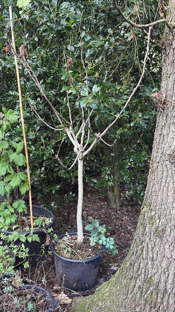 Vijgenboom 1,5m, Ophalen, In pot, 100 tot 250 cm