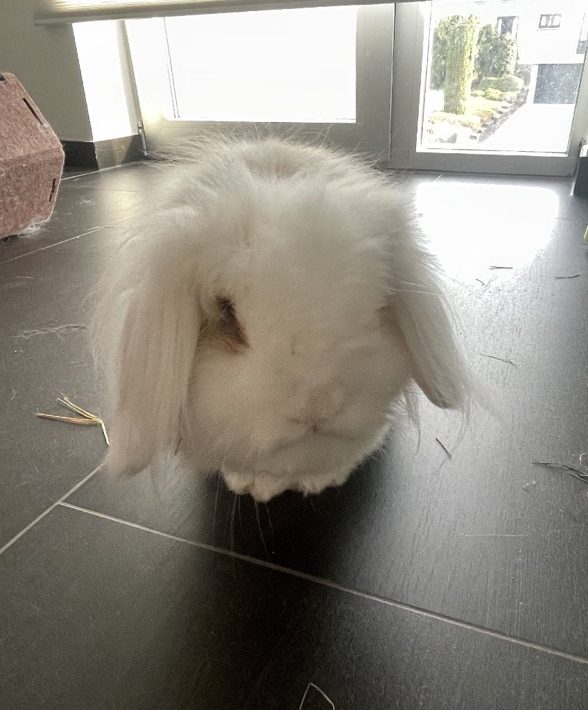 Konijn (vrouwelijk) met kooi, Dieren en Toebehoren, Vrouwelijk, Middelgroot, Hangoor, 3 tot 5 jaar