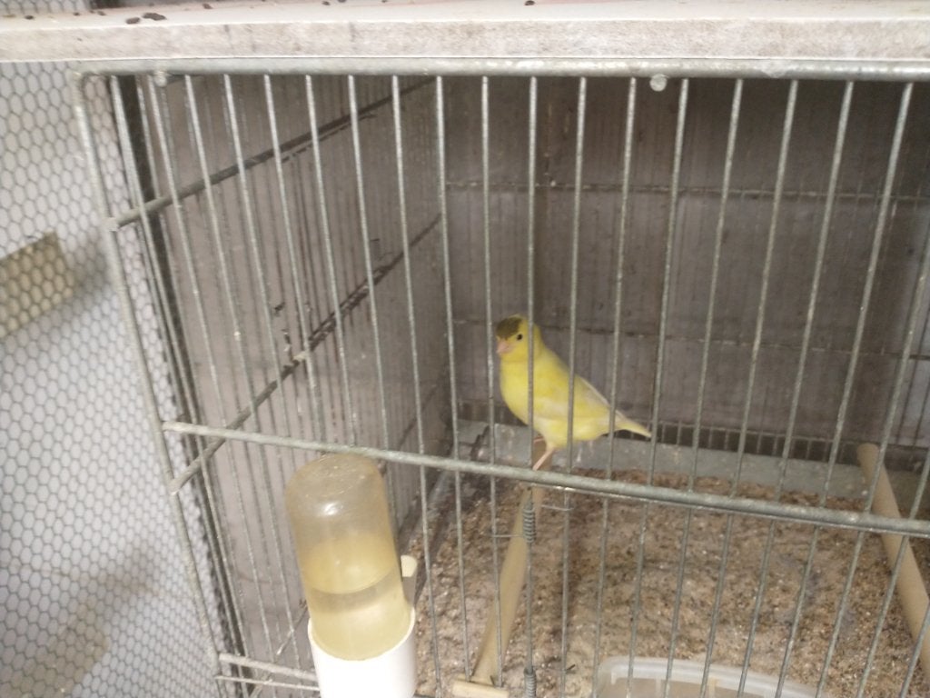 Jonge Kanarievogel   man geel, Mannelijk, Kleurkanarie