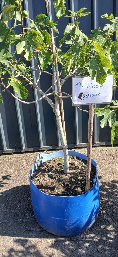 grote vijgenboom, Tuin en Terras, Planten | Bomen, Ophalen