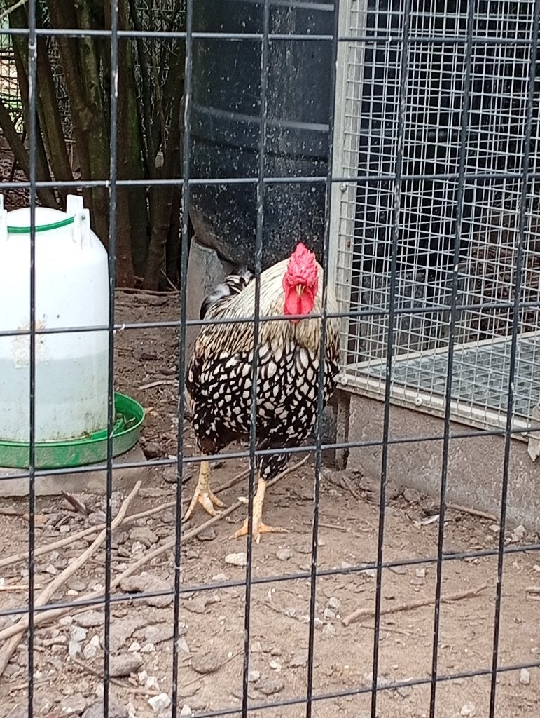 Wyandotte haan, Dieren en Toebehoren, Mannelijk, Kip