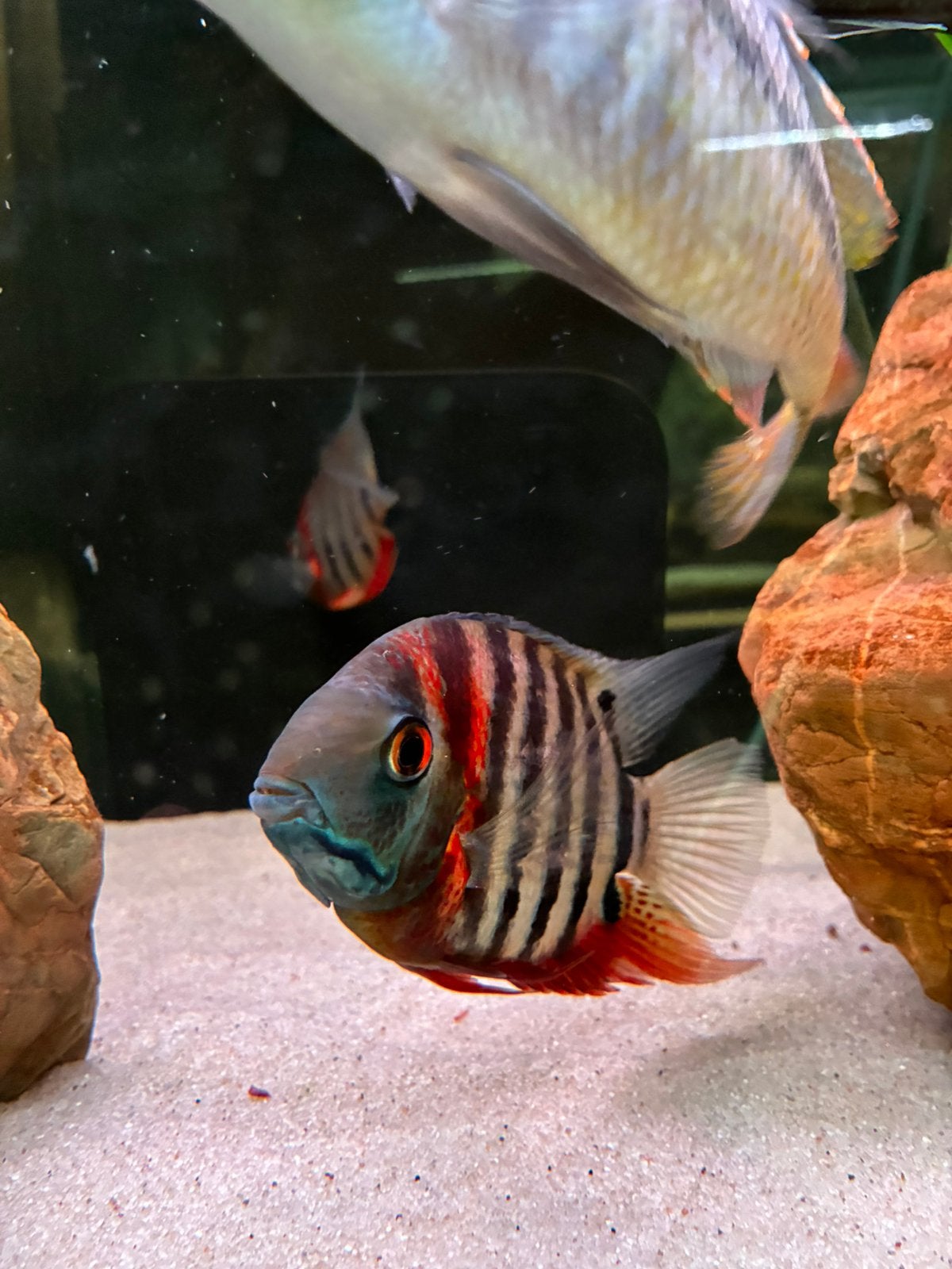 Heros Severum, Dieren en Toebehoren, Vissen | Aquariumvissen, Vis, Zoetwatervis, Schoolvis
