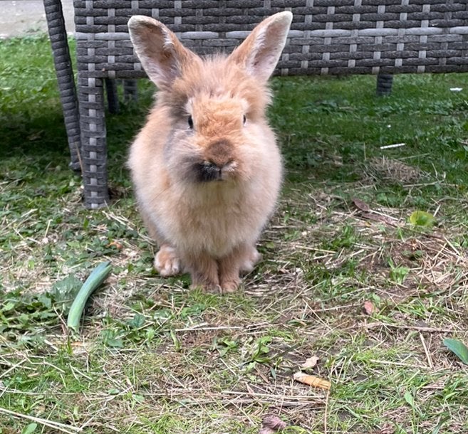 Dwergkonijntje vrouwtje, Dieren en Toebehoren, Vrouwelijk, Dwerg, 0 tot 2 jaar