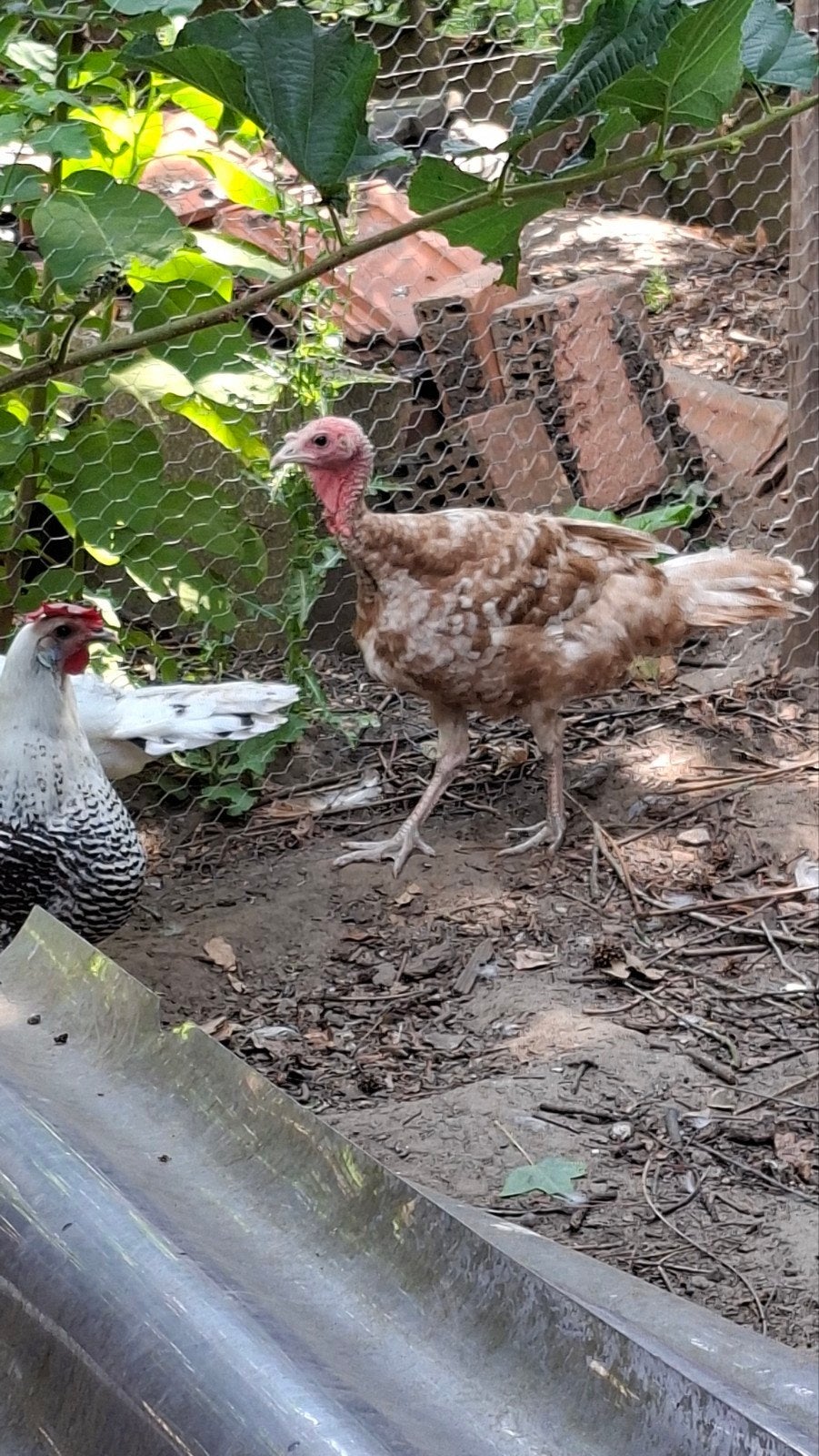 Dinde rouge des Ardennes - jeune coq