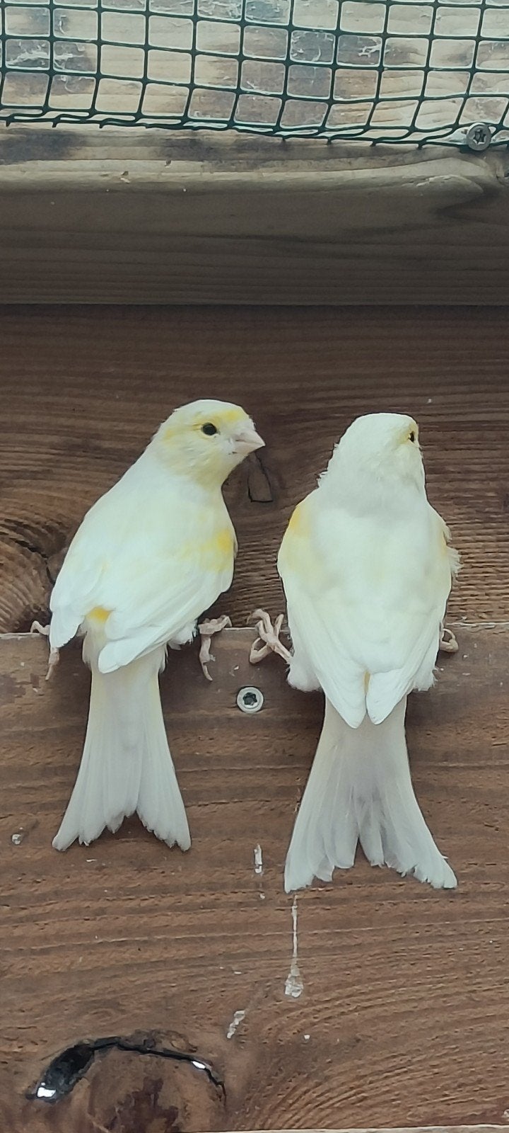 geel mozaïek kanarie