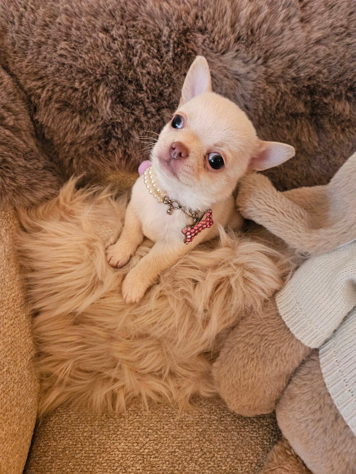 chihuahua reutje, België, Fokker | Hobbymatig, 8 tot 15 weken, Meerdere