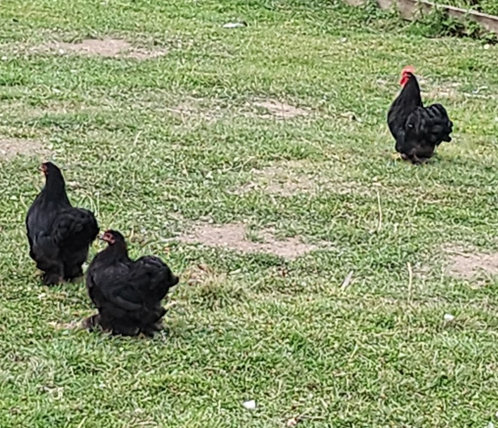 2 hennen + 1 haan cochin zwart, Dieren en Toebehoren, Pluimvee, Meerdere dieren, Kip