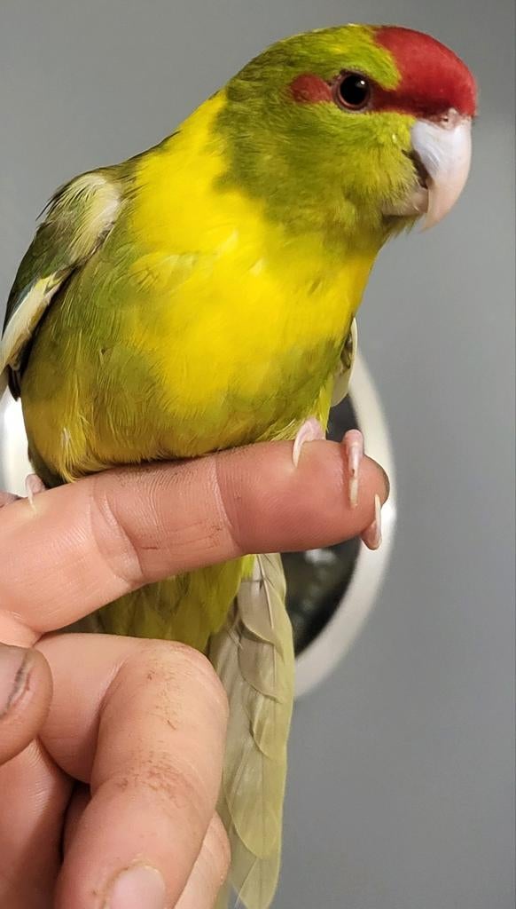 Kakariki  male apprivoisé