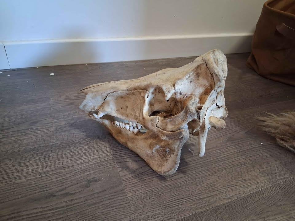 Varkens schedel, Ophalen