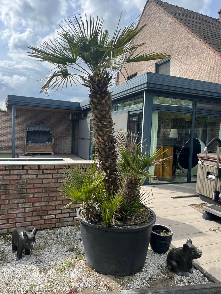 EXCLUSIEVE GROTE PALMBOOM – EYECATCHER VOOR TUIN OF TERRAS, Enlèvement, Palmier