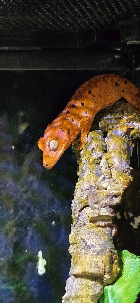 Magnifiques juv red dalmatien de 2 mois, Animaux & Accessoires, Lézard, 0 à 2 ans